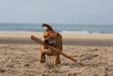 STAFFIE 345